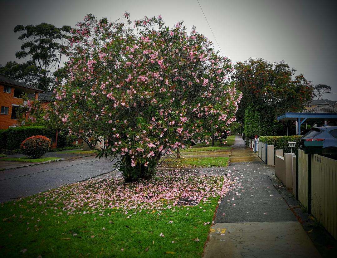 蛇蝎芙蓉花,皖南蛇蝎花
