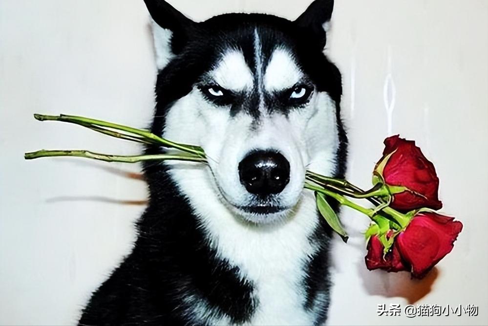 十二星座最适合养猫还是狗,十二星座不适合养的狗狗