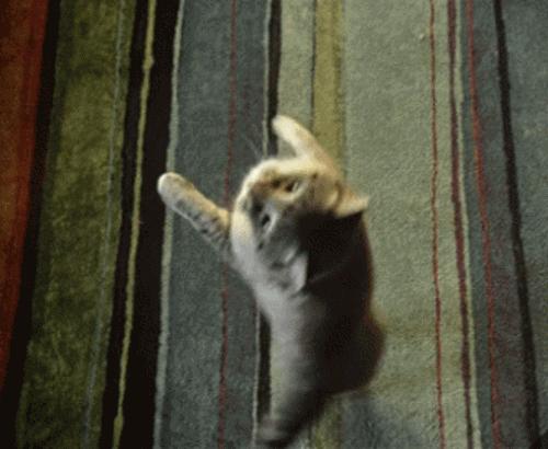 猫咪得狂犬病的前兆是什么症状,猫咪狂犬病的主要表现是什么症状