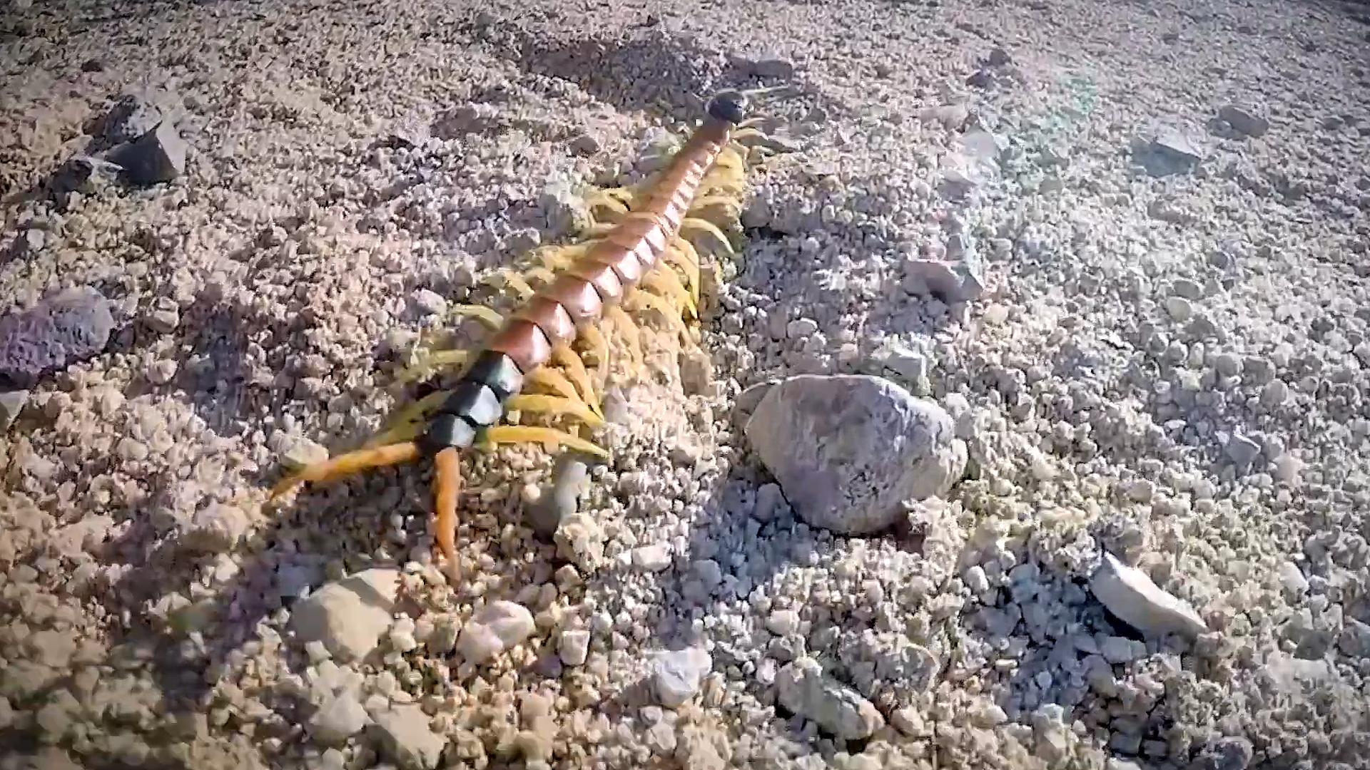 澳洲大蜈蚣有多大,澳大利亚的巨型蜈蚣