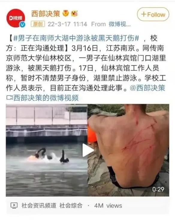 被黑天鹅打了,被黑天鹅攻击了