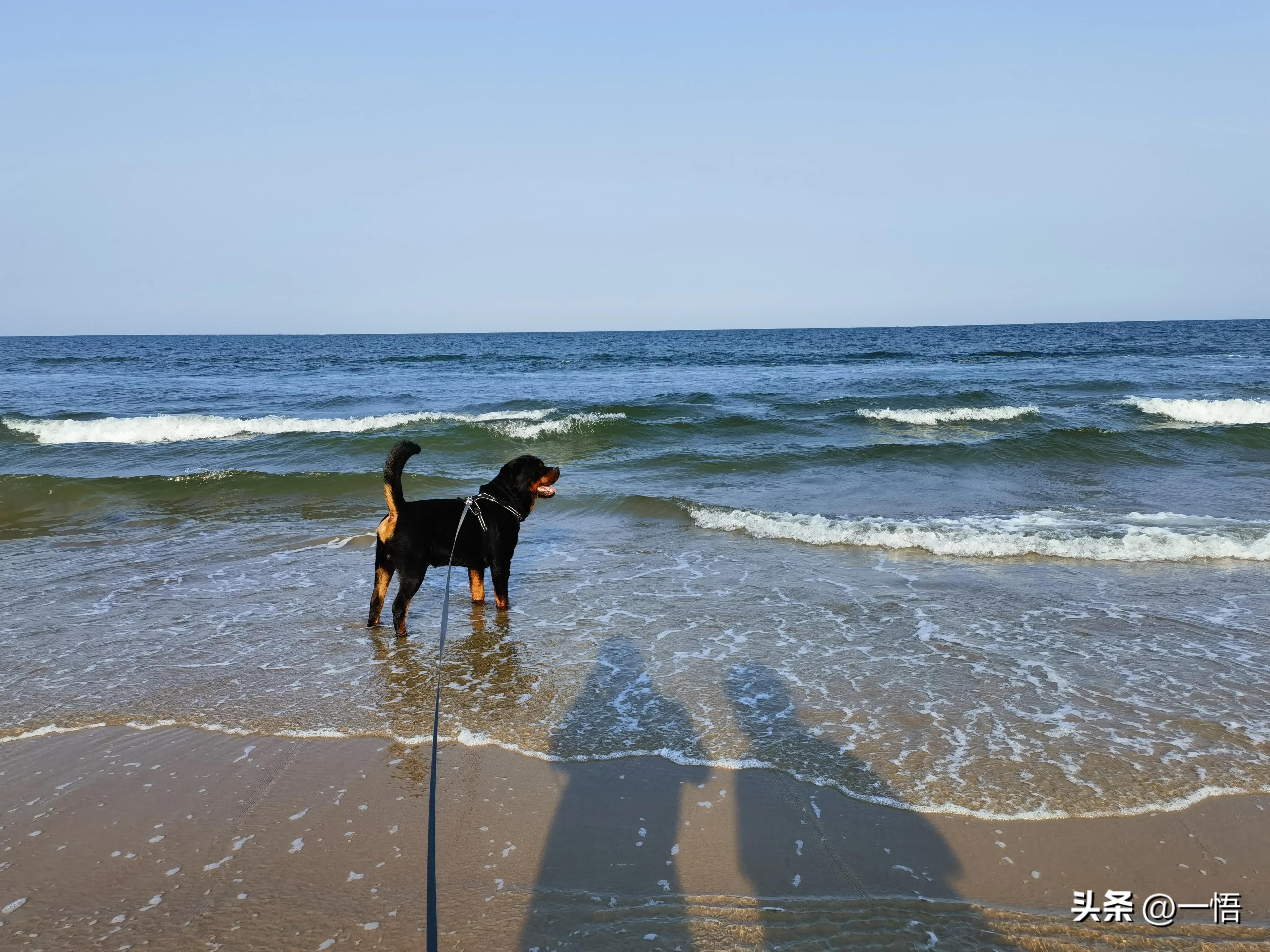 2023上海到秦皇岛承德十日游第四天：看阿那亚的海，逢犬舍的安娜