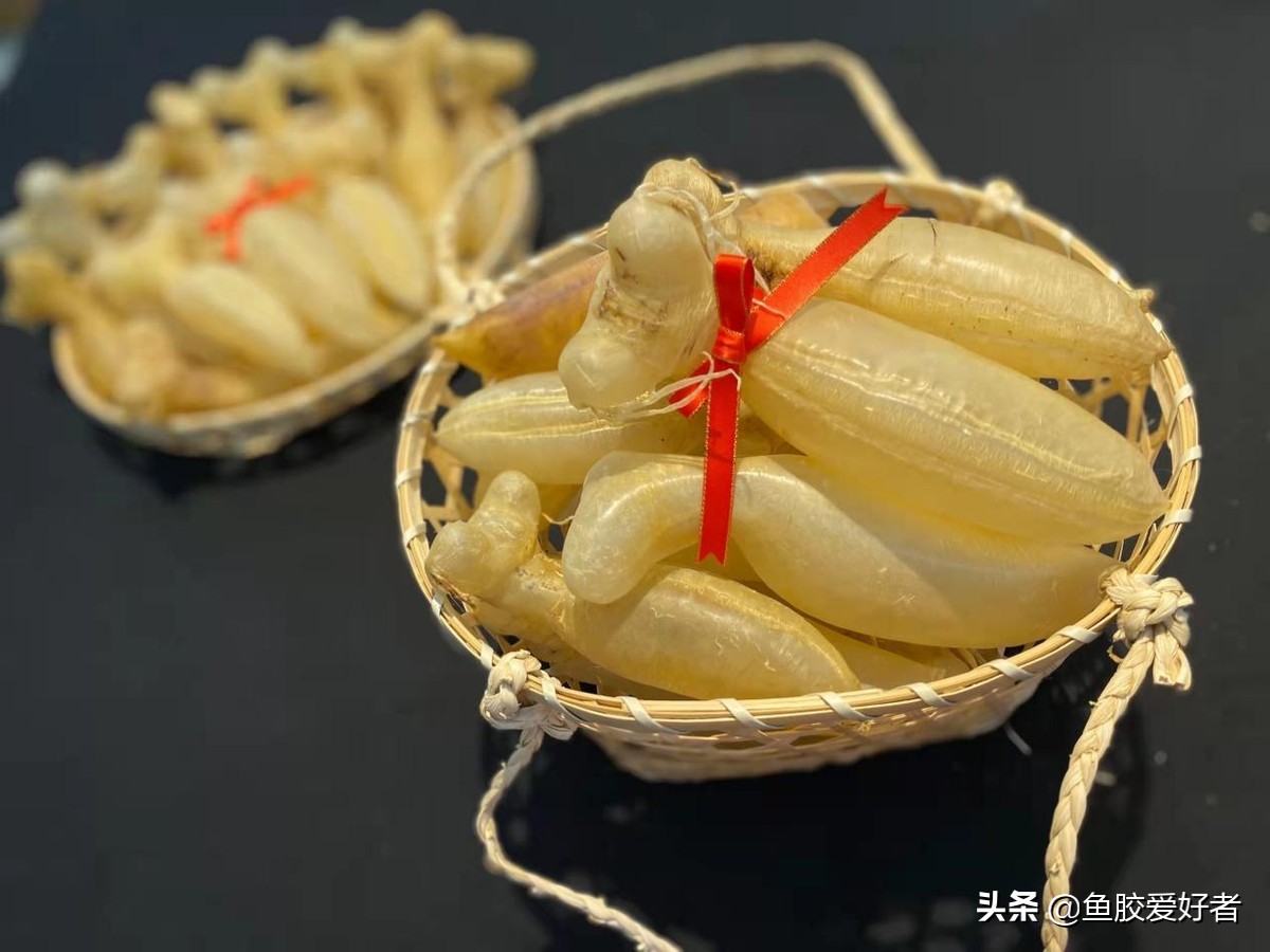 最全鱼胶品种大全,目前最好的鱼胶品种