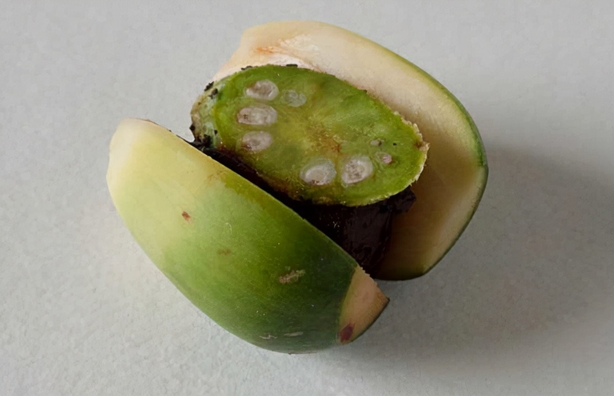 成品槟榔会致癌真有那么严重吗,软性毒品槟榔怎么戒