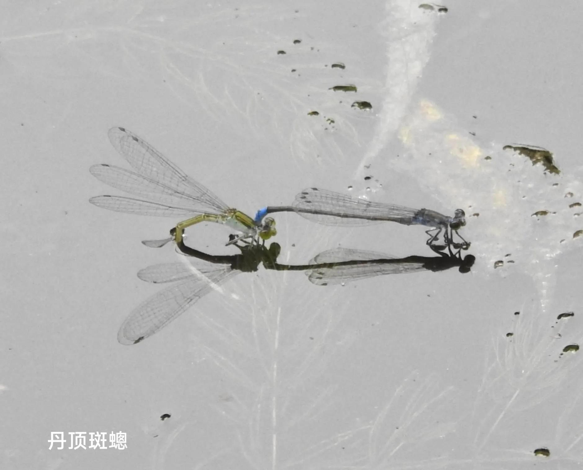 豆娘和蜻蜓是一个物种吗,蜻蜓和豆娘生长过程一样吗