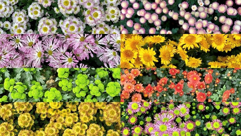 东湖公园赏菊花,深圳市东湖公园一年一季的菊花展