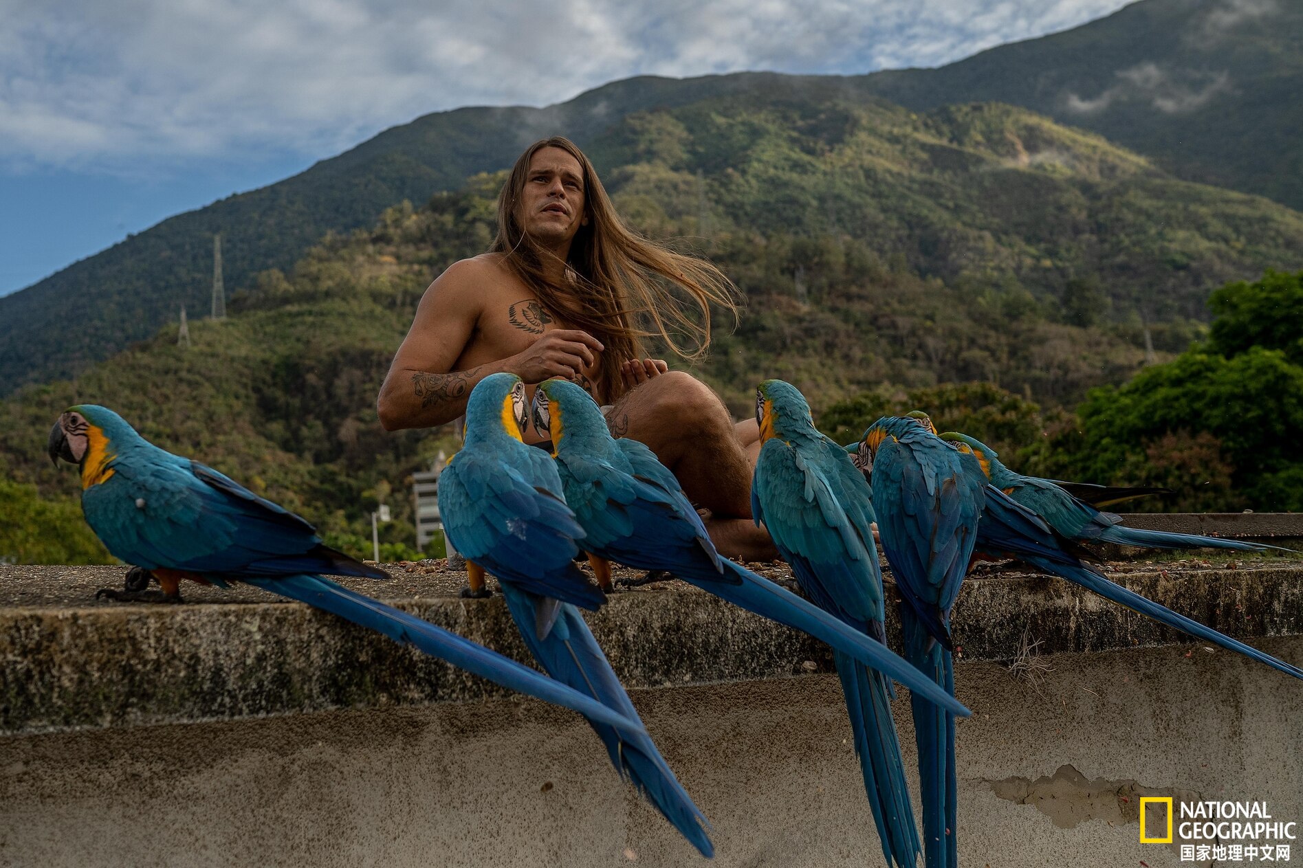 委内瑞拉首都的鹦鹉都是“散养”的