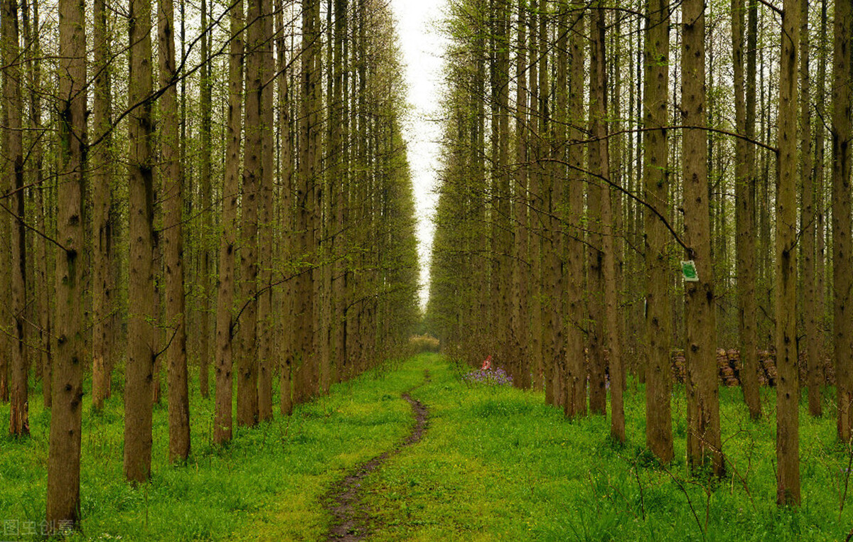 上海市区森林秘境,上海这些景区值得一去