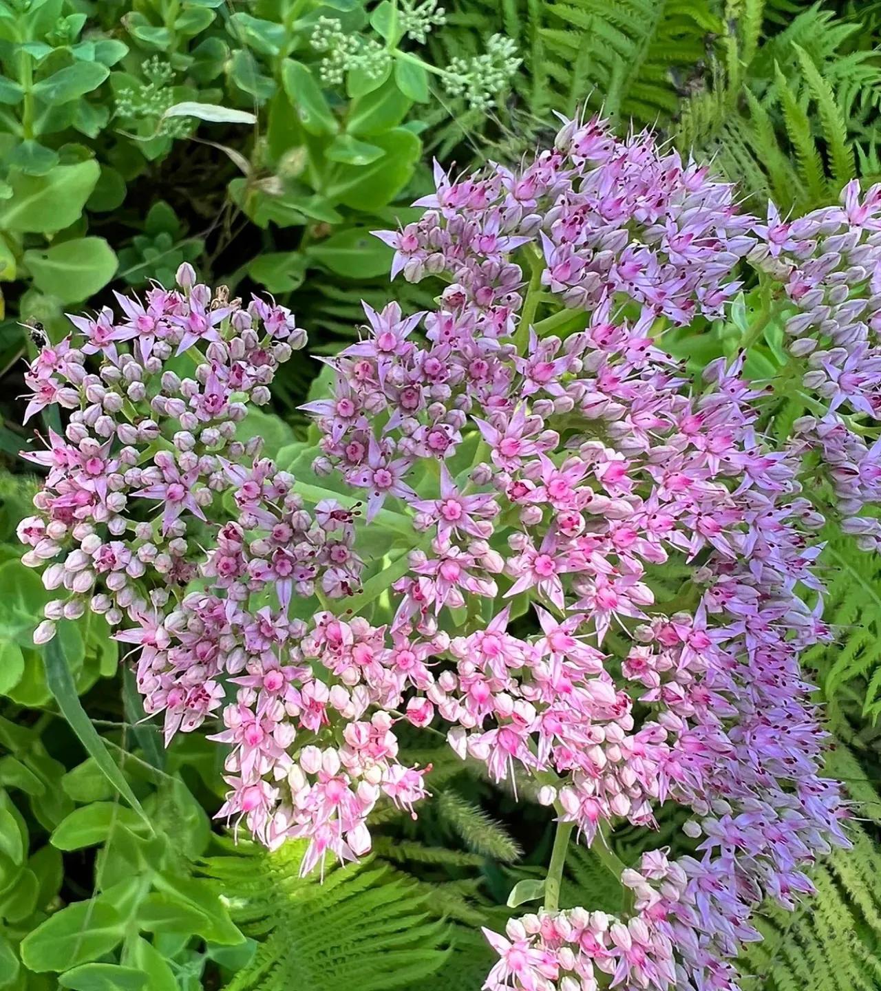 室内养什么释放氧气最多,室内氧吧盆栽