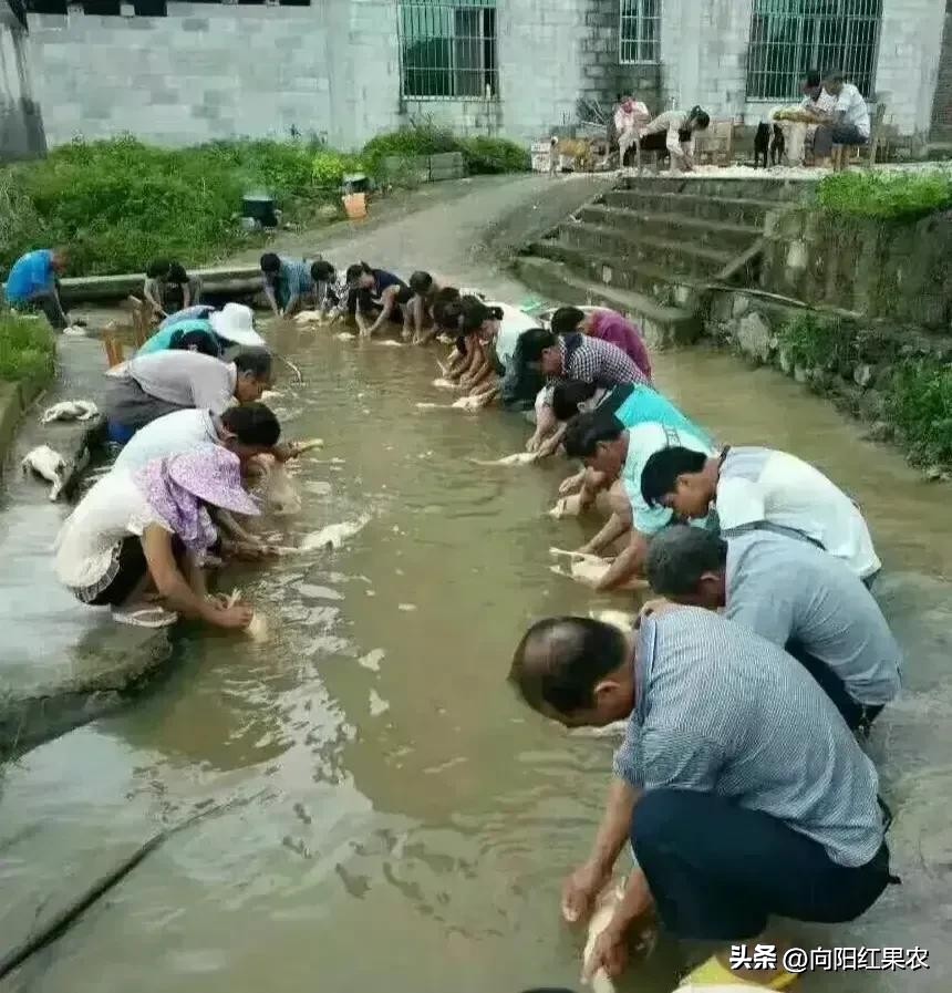 乡土八桂：七月中元话鬼节，吃鸭子、渡河公及其它