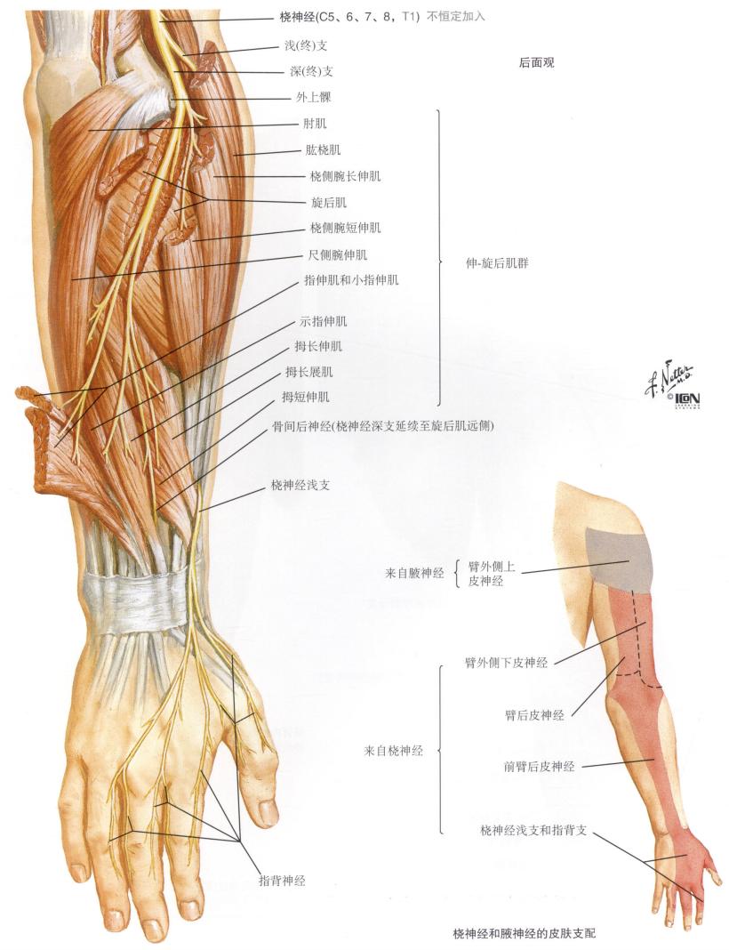 脊神经支配区域解剖图简图,脊神经及其分支的支配范围