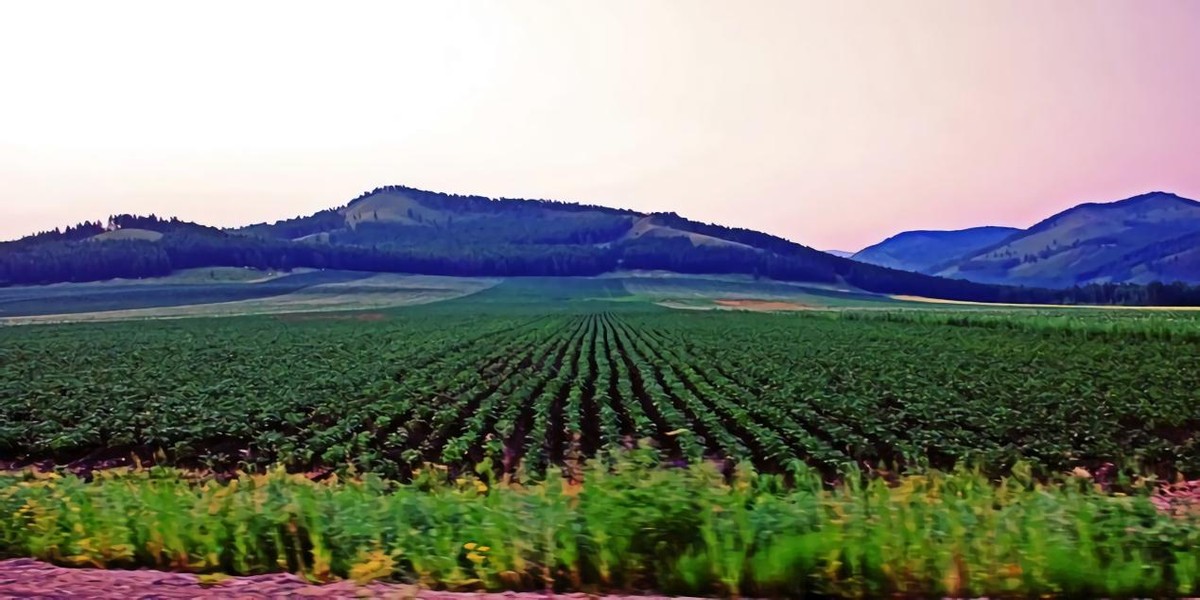 黑土为什么被称为土地中的大熊猫,野生大熊猫值钱吗
