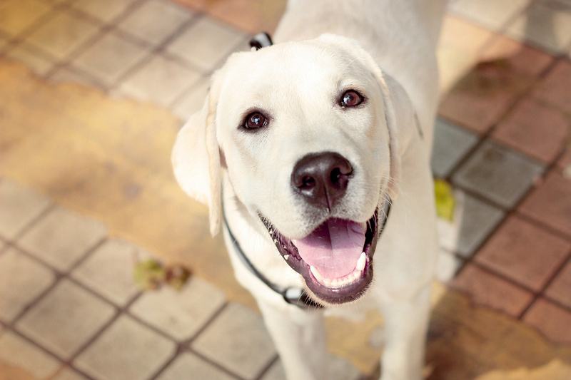 养了拉布拉多有什么缺点,拉布拉多的优点和缺点好养吗