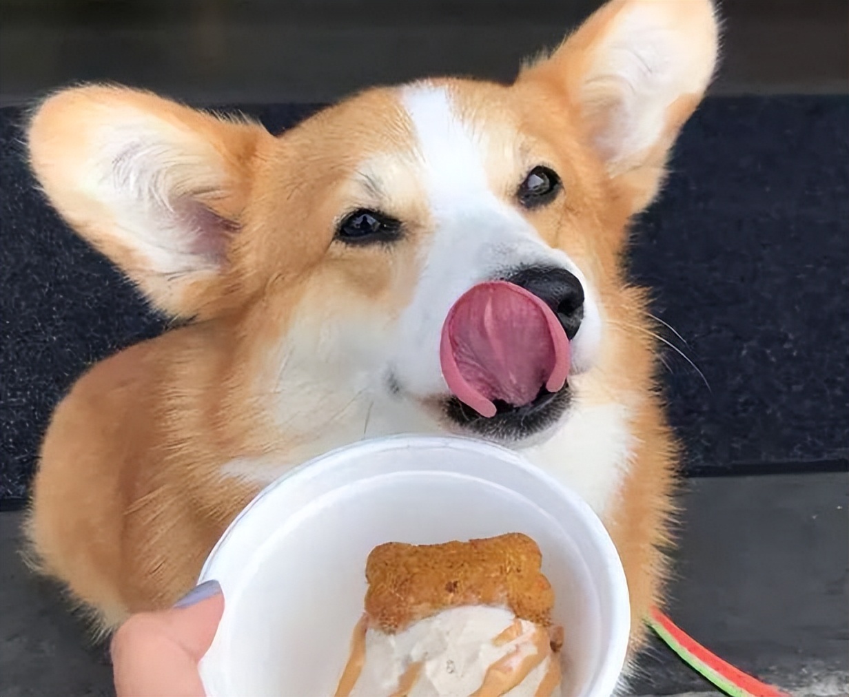 养柯基十大风险有哪些地方,养柯基十大好处和坏处