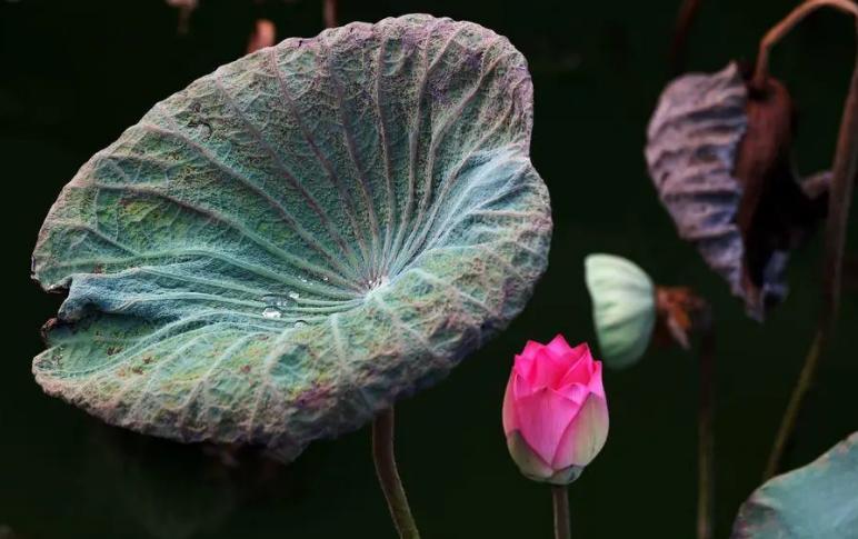 关于秋天的荷花的诗句,秋天荷花的诗句唯美