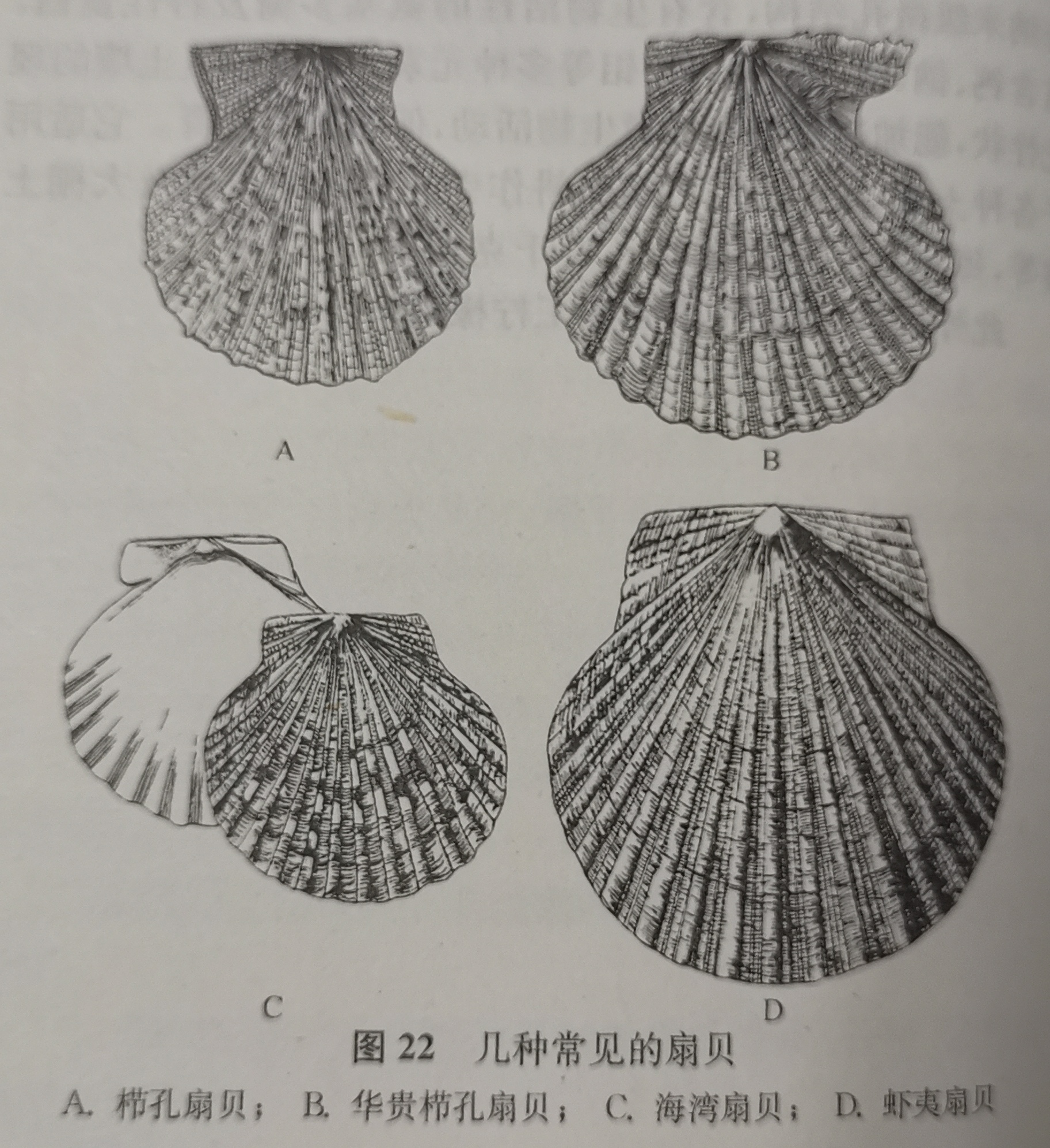 扇贝养殖技术讲解,扇贝是怎么养殖的