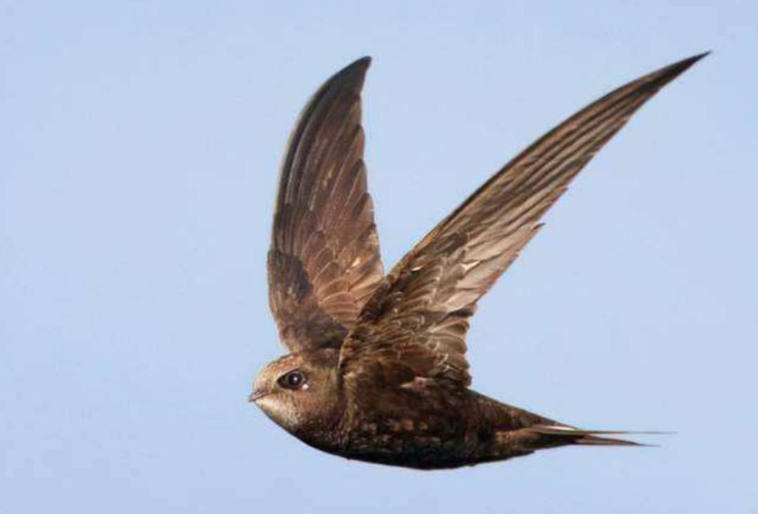 无脚鸟飞走,无脚雨燕如何繁殖