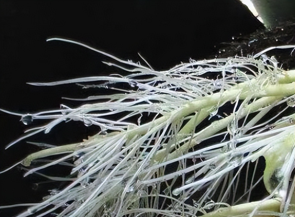 壳寡糖的促进生根作用,壳寡糖对免疫系统的调节作用