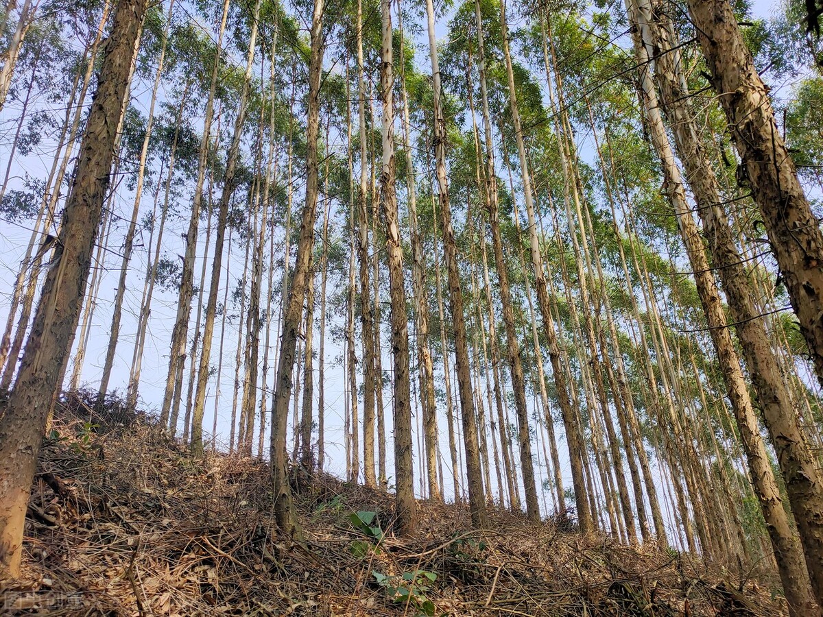 广西桉树影响,蒙眼狂奔完整视频