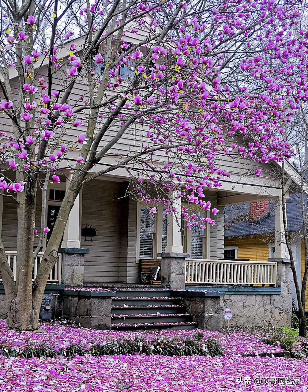 庭院中种什么树最好,庭院栽什么树最旺宅