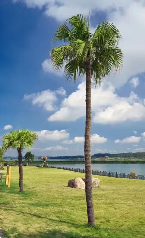 了不起的露天矿——踩着“金库”建公园（美图高能）