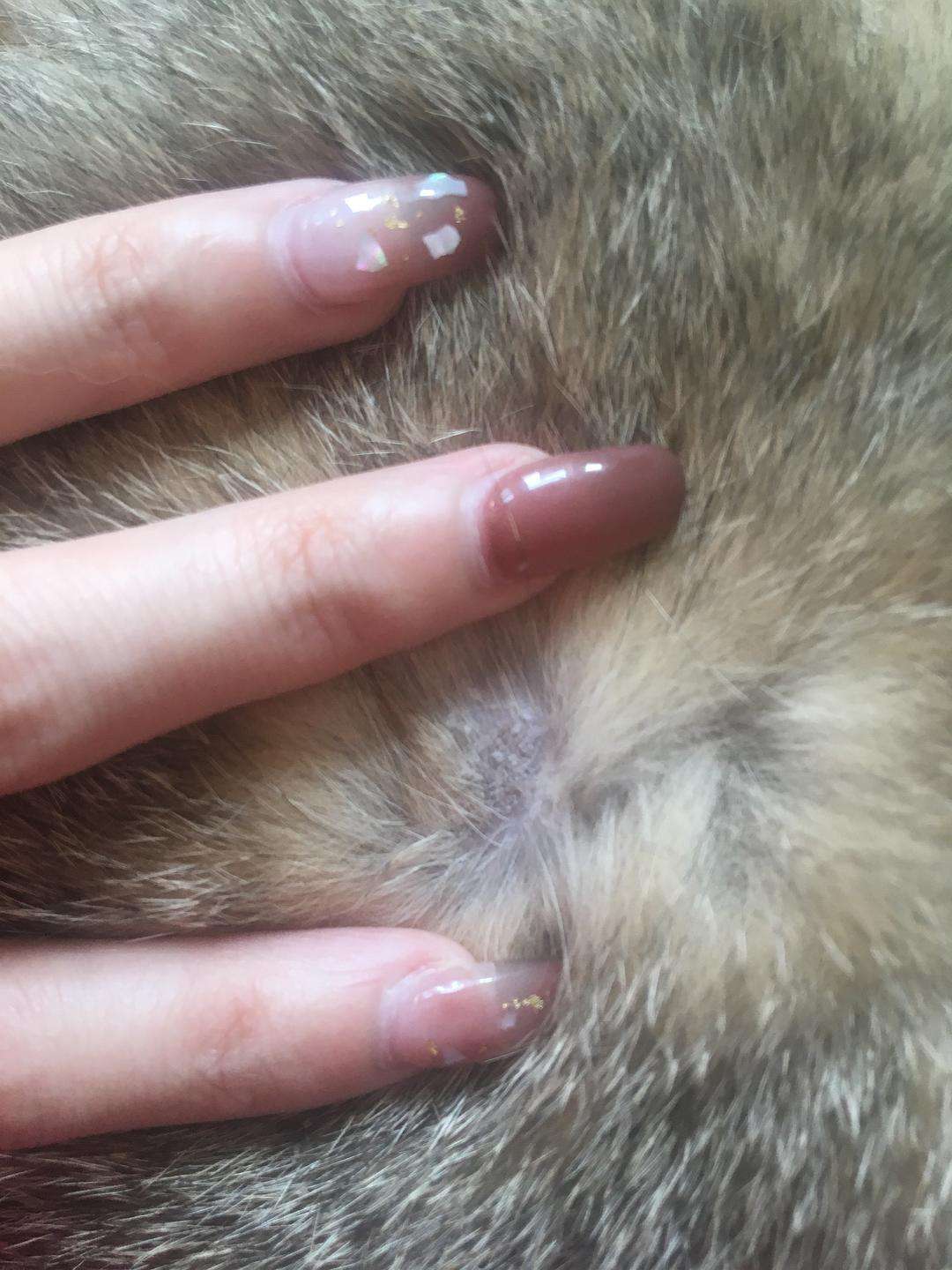 养猫产生的副作用你中招了吗,兽医对于猫的小贴士