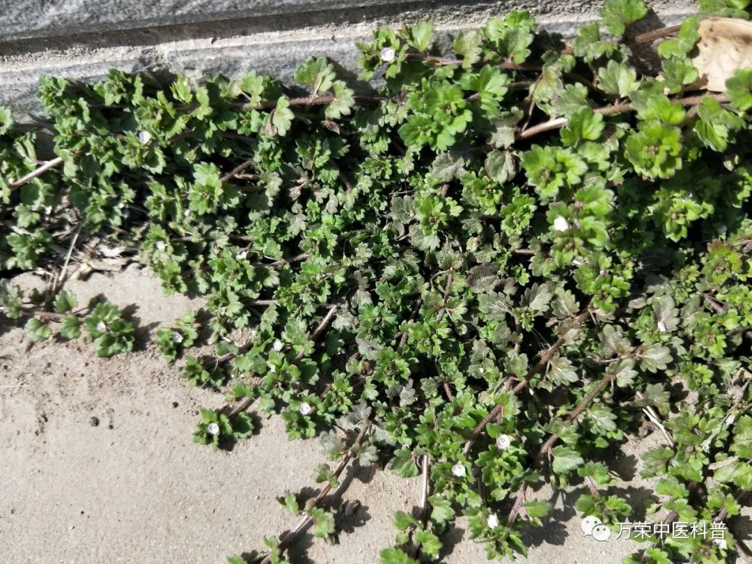 植物幼苗的发展过程详细,植物的幼苗在生长过程中