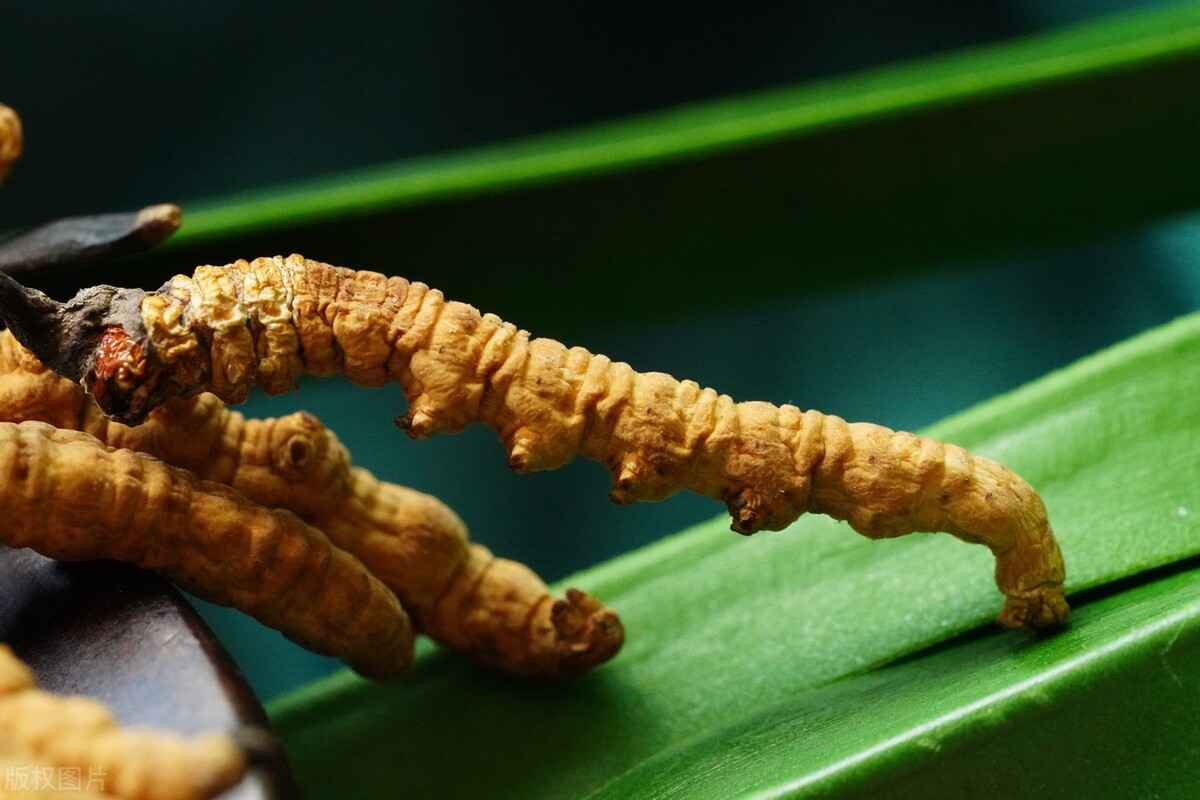 冬虫夏草发霉了还能吃吗,冬虫夏草发霉了怎么办