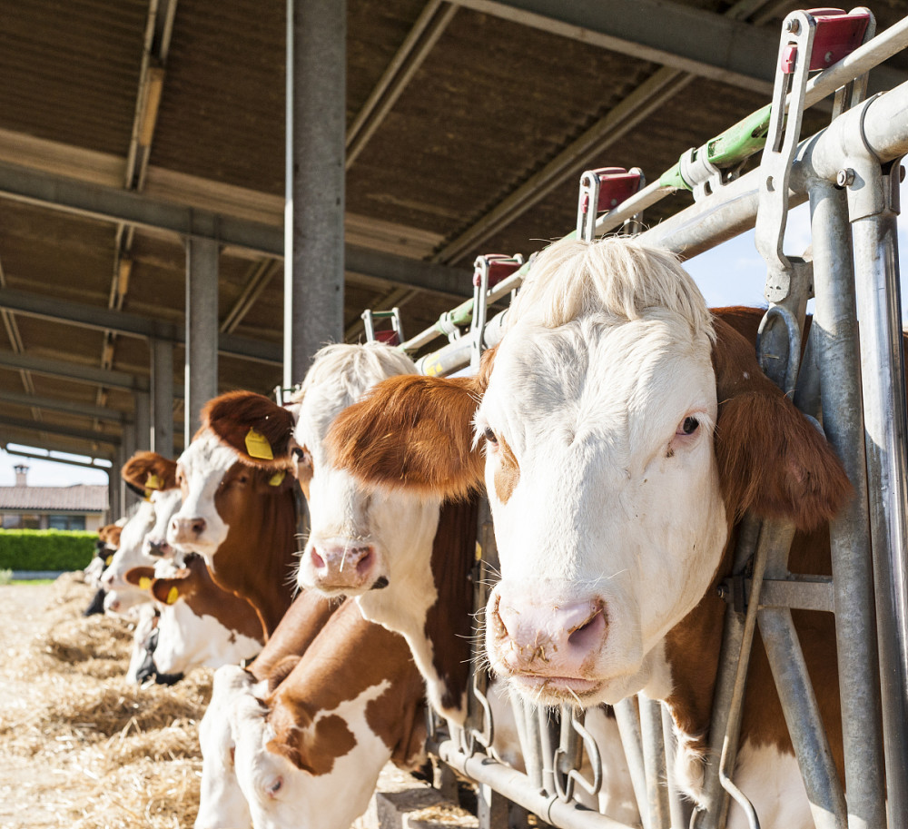 最常见的牛皮肤病种类,牛皮肤病症状及治疗方法视频