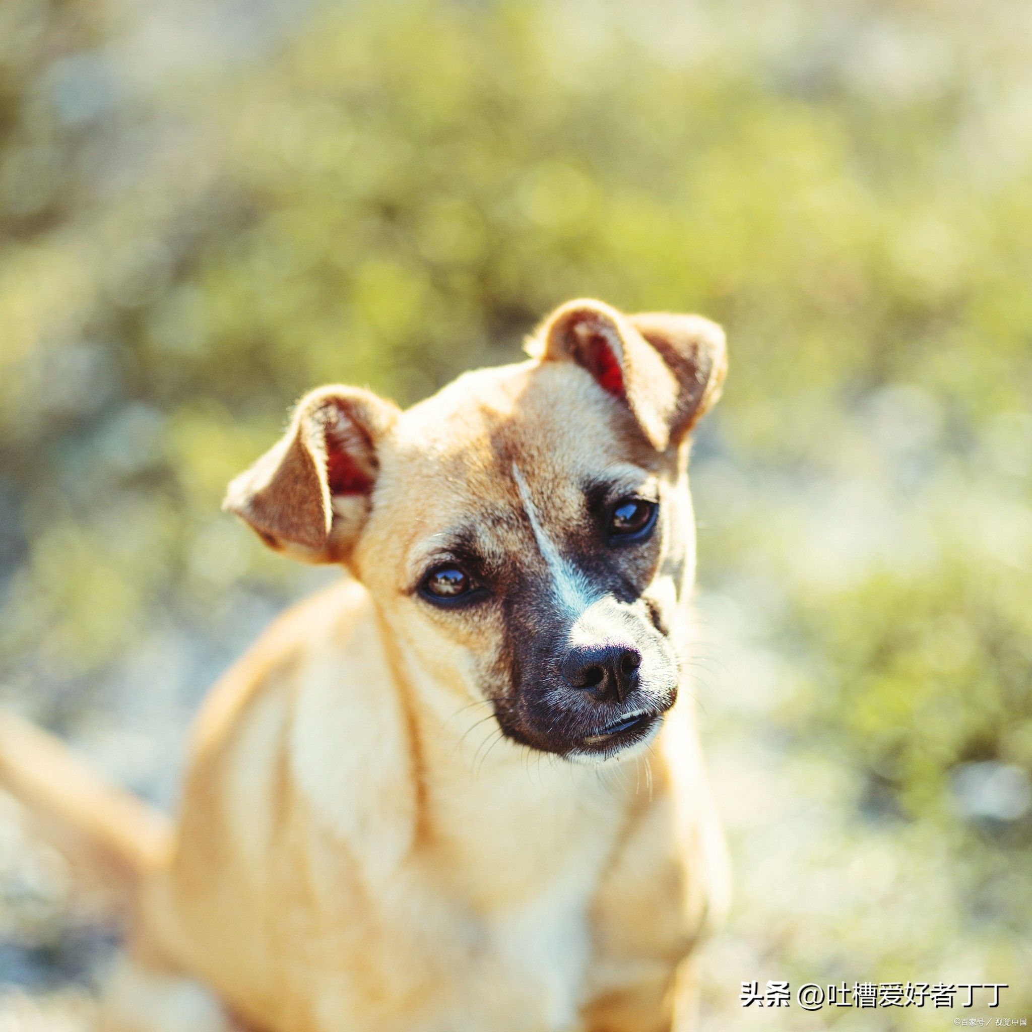 狗吃撑了怎么快速恢复,狗狗吃多了多久能恢复