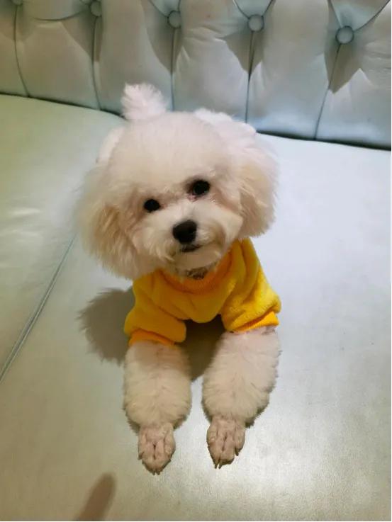 泰迪和比熊哪个好养听话,泰迪怎么养才听话