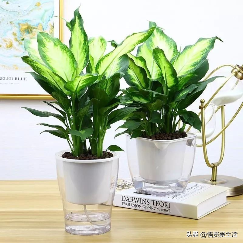 吸甲醛最好的10种花,种什么花可以消除甲醛和苯