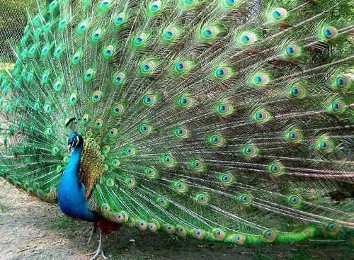 全球十大蓝色动物盘点,全身绿色站立的动物