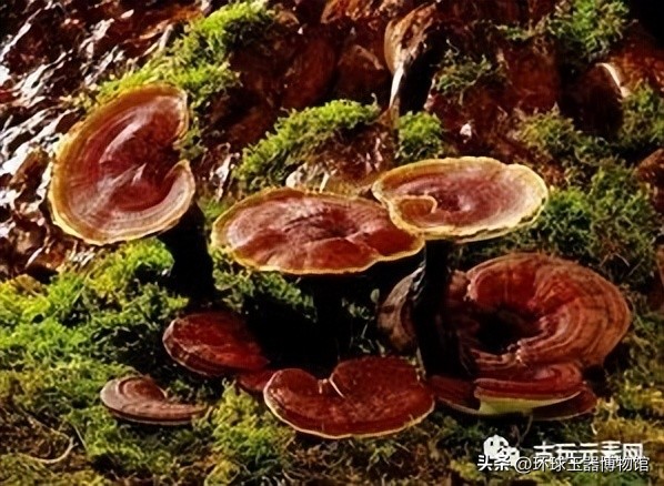 羽人骑天马,羽人骑天马是哪个时代的作品