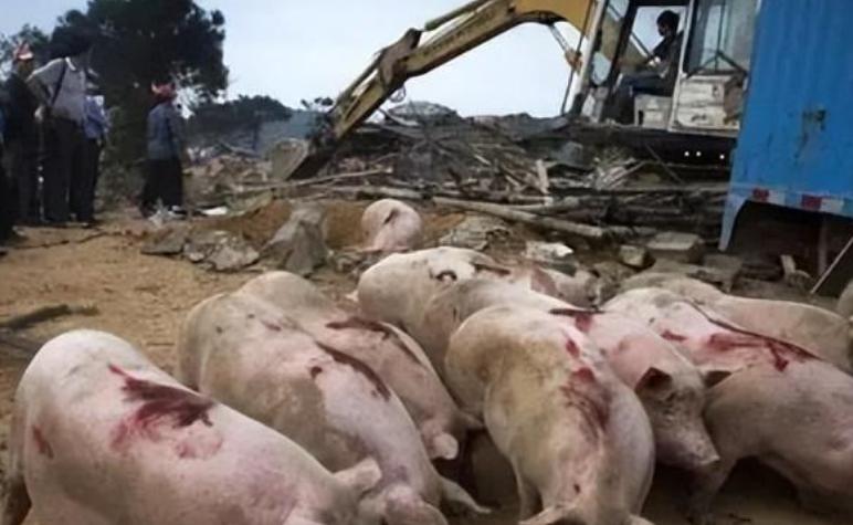 养猪场被强拆事件后续,强拆猪圈卢某后续