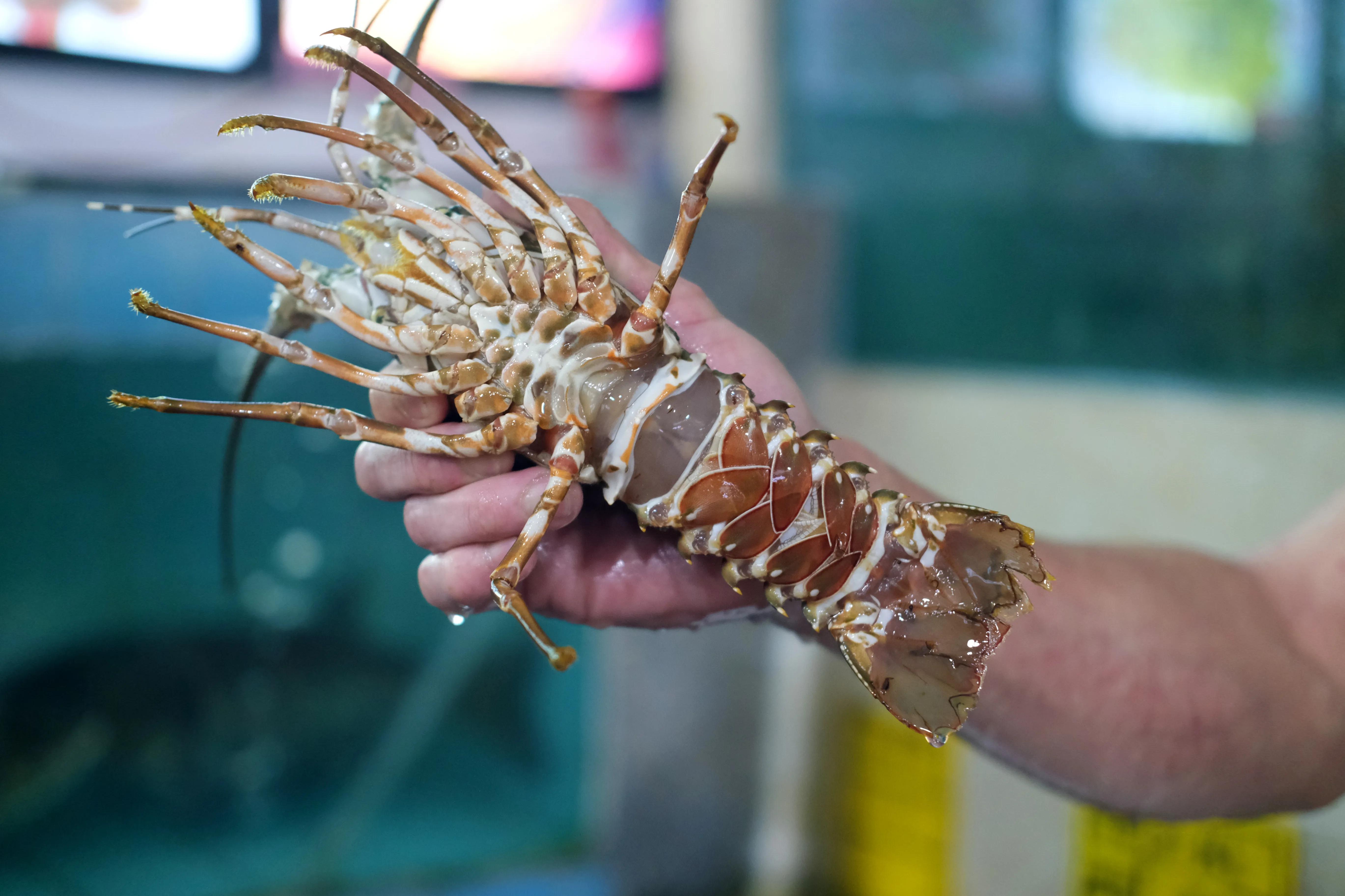 顺德杏坛农庄美食,世界美食之都顺德视频