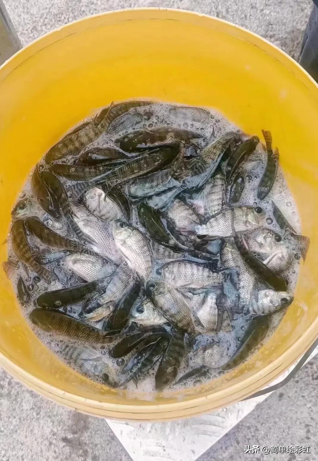 罗非鱼到底有多可怕,罗非鱼究竟有多可怕