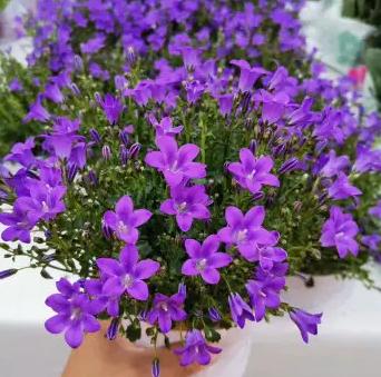 重瓣蓝色风铃花的养殖方法,风铃花水里怎么养