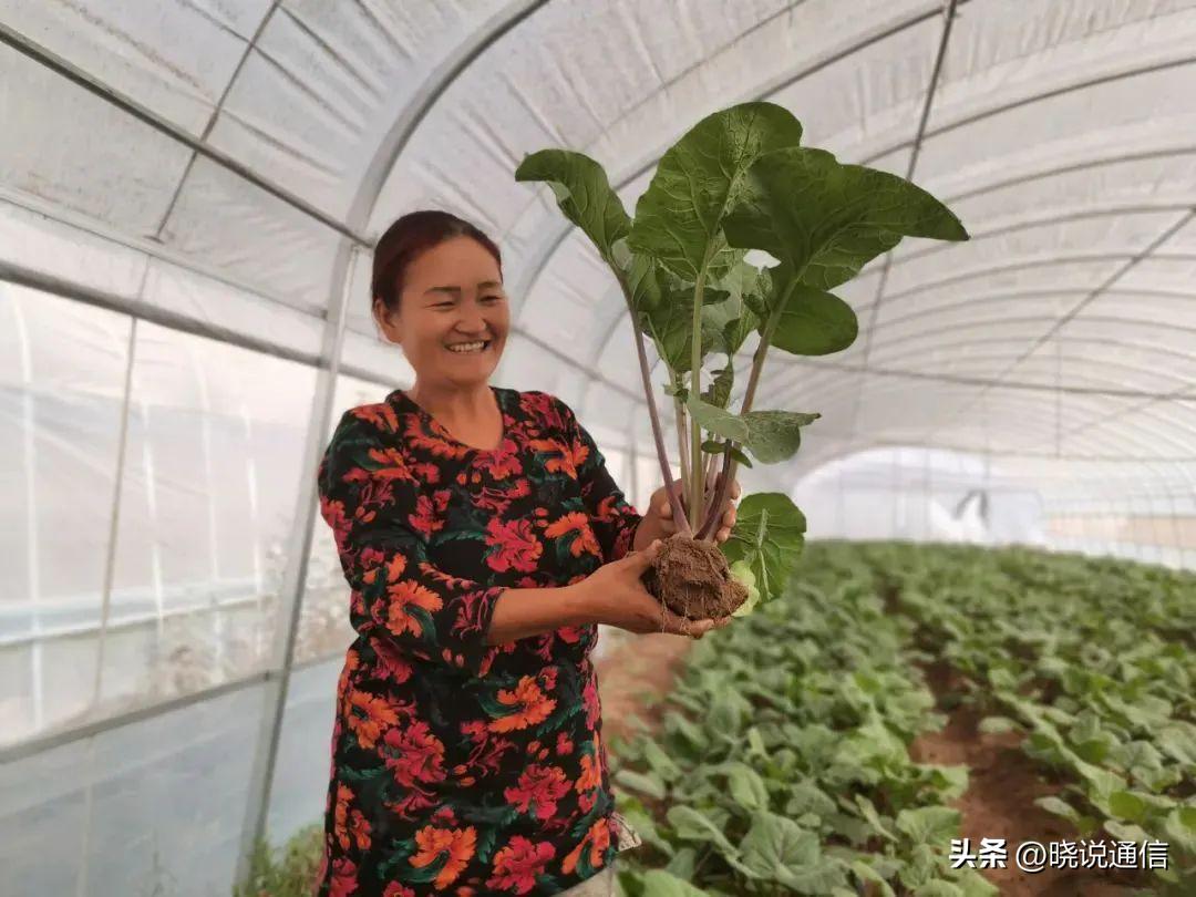 耕新啦！电信5G为乡村托起“智”富梦