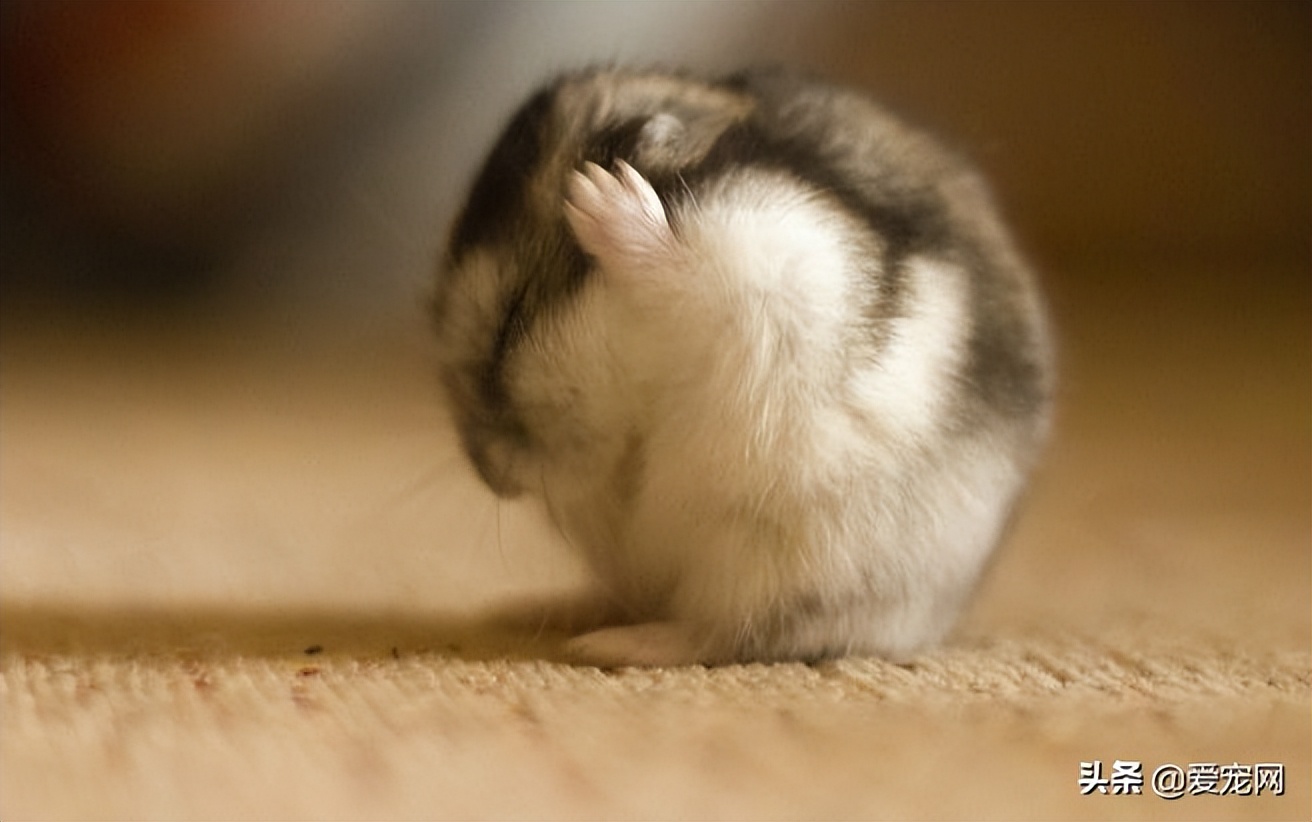 仓鼠饲养十大禁忌有哪些呢,仓鼠饲养十大禁忌是什么呢