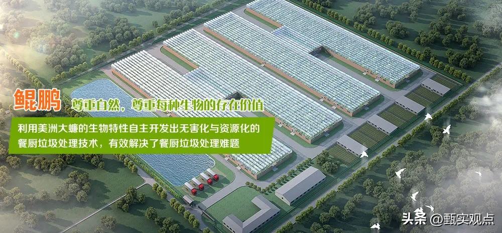 中国蟑螂工厂,中国大型蟑螂工厂