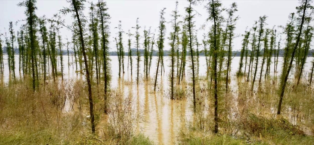 树被洪水淹过还能活吗,暴雨后果树被水淹