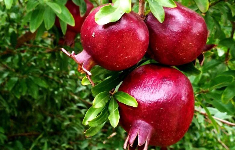 石榴酵素要发酵多久,石榴酵素成功后的样子