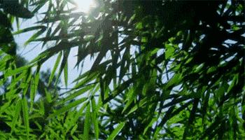 贵州避暑胜地免门票,贵州夏天去避暑10个收藏级打卡地