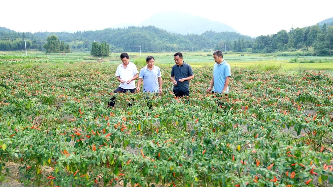 700亿级的辣椒市场，他盯上了其中的细分赛道，年入超3亿元