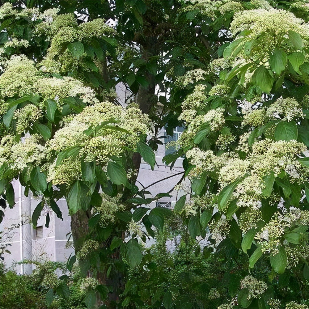 开花植物大全100种,实用分享30款小型开花树种介绍
