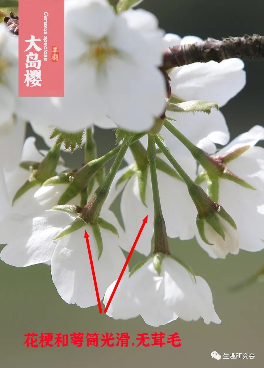 染井吉野樱花是什么樱花,大岛樱花和染井吉野樱的区别