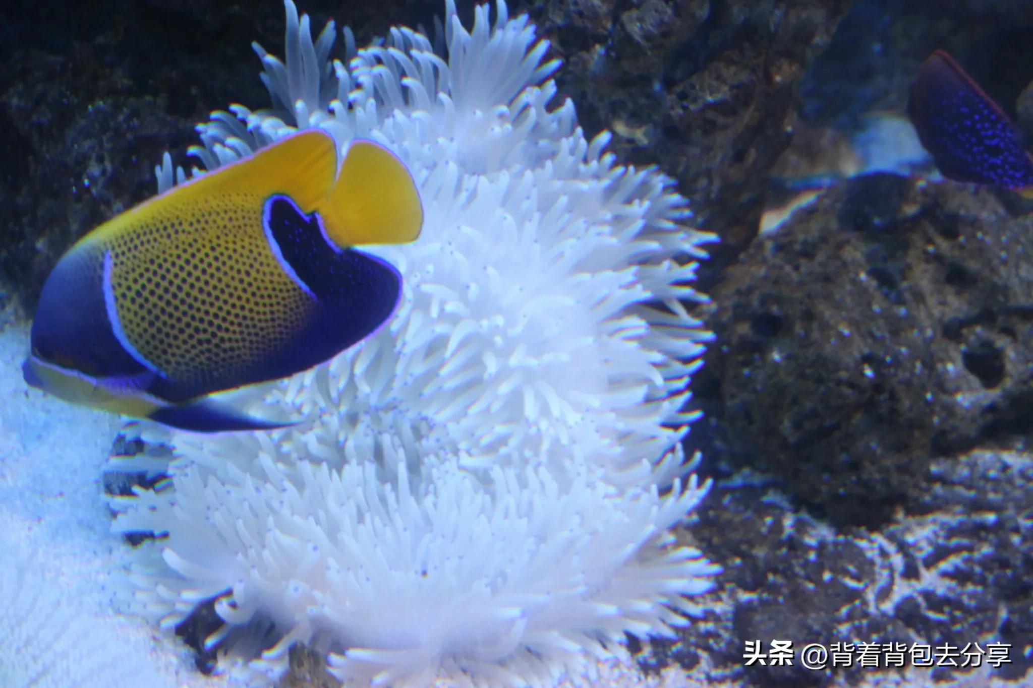 海昌海洋公园亲子攻略两天一夜,海立方星期天亲子公园和海洋公园