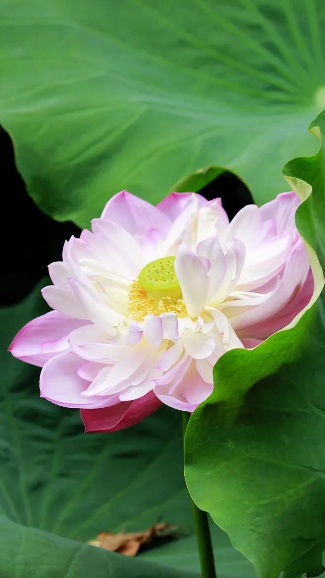 荷花千瓣莲唯美高清大图壁纸,唯美荷花壁纸手机超清全面屏