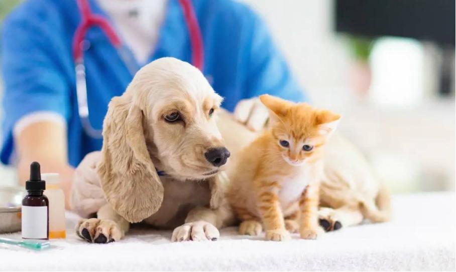 temu和shein对亚马逊的冲击,temu竞争对手